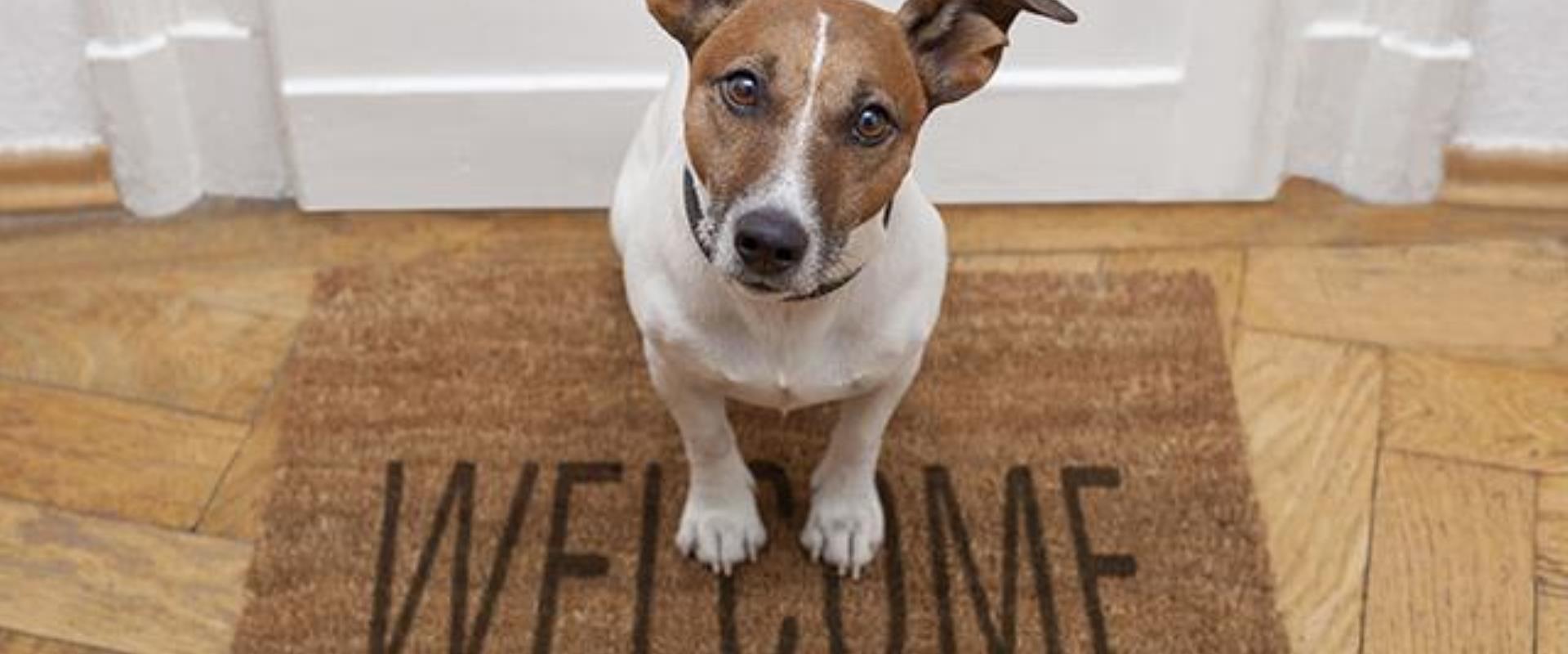 Prenota un soggiorno nel nostro hotel 4 stelle a Treviso con servizi speciali per gli animali domestici.