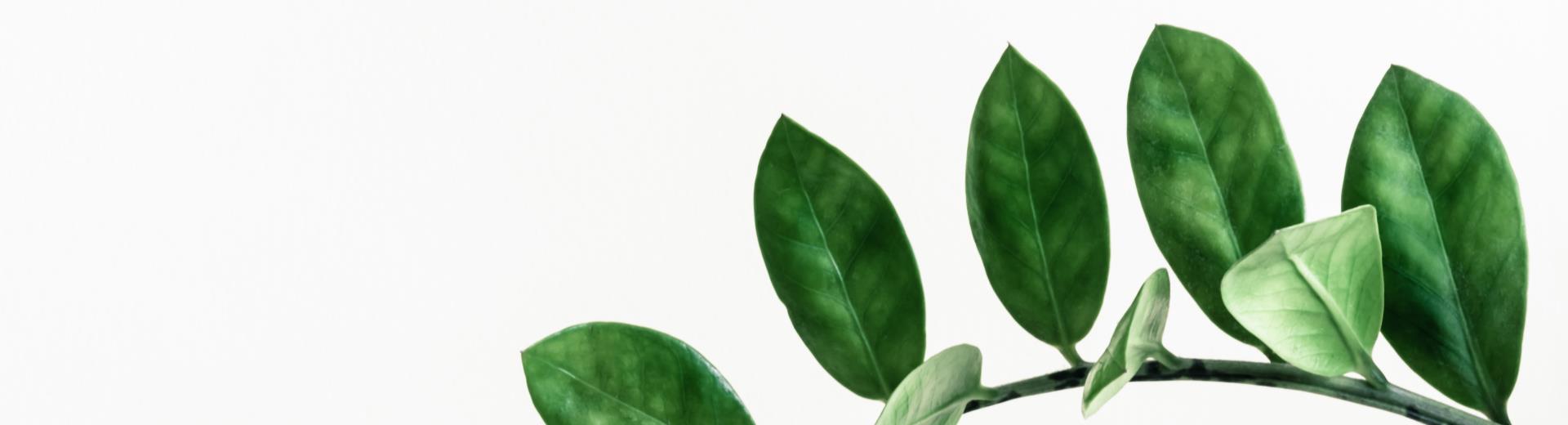 Green tips for your holiday in Treviso - Silea