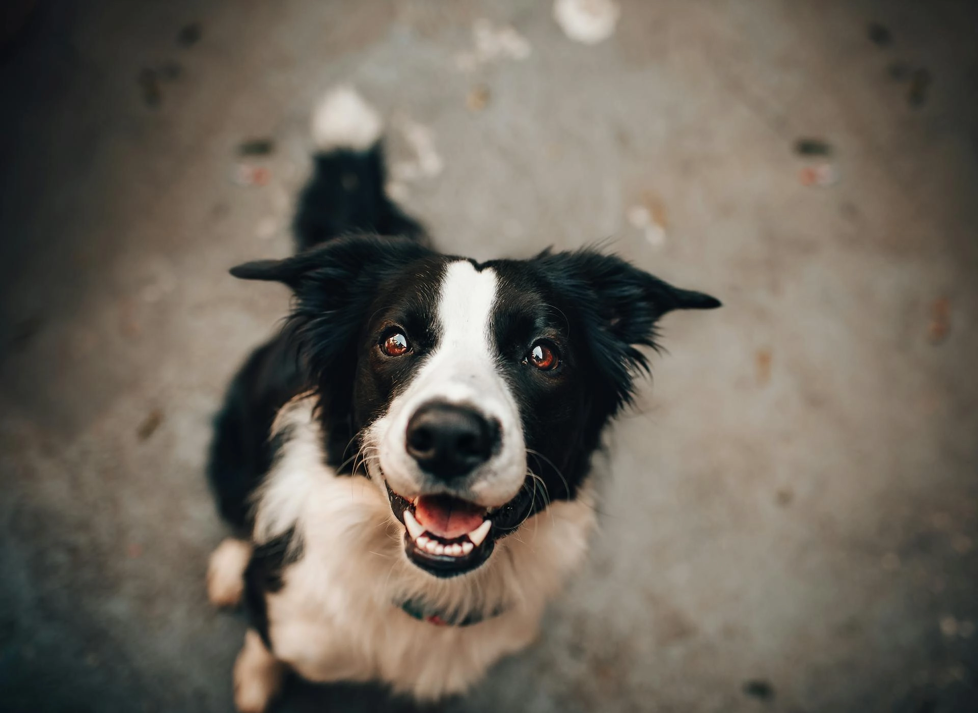 Cane domestico in primo piano, servizi pet friendly del Titian Inn Hotel Treviso